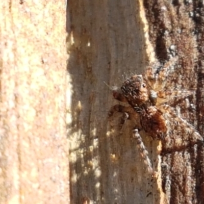 Servaea sp. (genus) (Unidentified Servaea jumping spider) at Denman Prospect, ACT - 1 May 2021 by trevorpreston