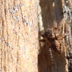 Servaea sp. (genus) at Denman Prospect, ACT - 1 May 2021 03:04 PM