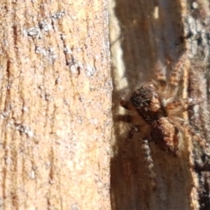 Servaea sp. (genus) at Denman Prospect, ACT - 1 May 2021