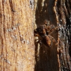 Servaea sp. (genus) at Denman Prospect, ACT - 1 May 2021