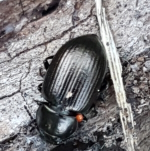 Adelium brevicorne at Denman Prospect, ACT - 1 May 2021 03:08 PM