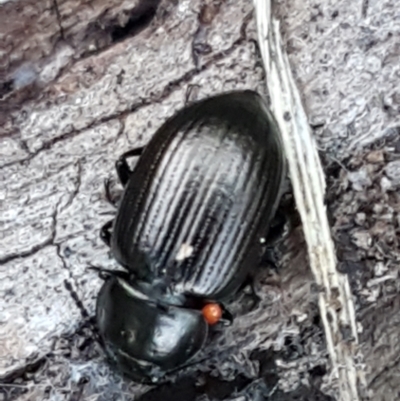 Adelium brevicorne (Bronzed field beetle) at Denman Prospect, ACT - 1 May 2021 by trevorpreston