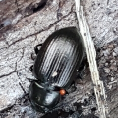 Adelium brevicorne (Bronzed field beetle) at Denman Prospect, ACT - 1 May 2021 by trevorpreston