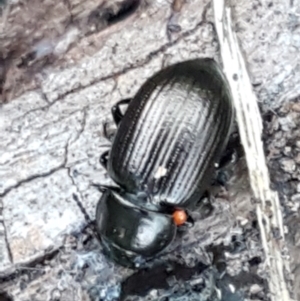 Adelium brevicorne at Denman Prospect, ACT - 1 May 2021 03:08 PM