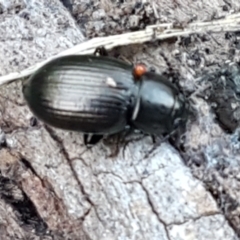 Adelium brevicorne at Denman Prospect, ACT - 1 May 2021 03:08 PM