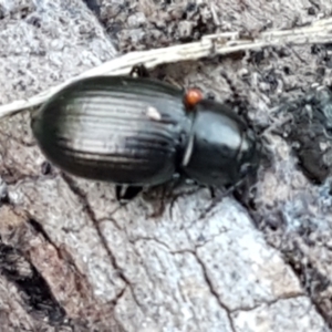 Adelium brevicorne at Denman Prospect, ACT - 1 May 2021 03:08 PM