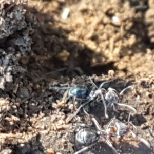 Iridomyrmex rufoniger at Denman Prospect, ACT - 1 May 2021 03:09 PM