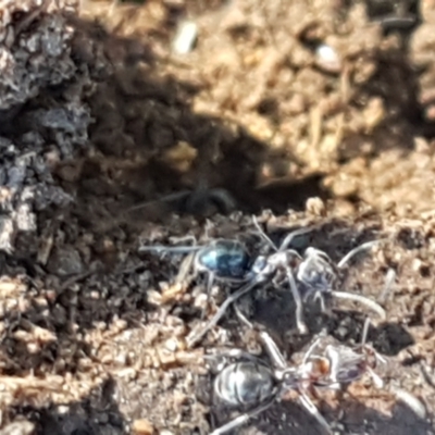 Iridomyrmex rufoniger (Tufted Tyrant Ant) at Denman Prospect, ACT - 1 May 2021 by trevorpreston