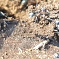 Iridomyrmex rufoniger at Denman Prospect, ACT - 1 May 2021 03:09 PM