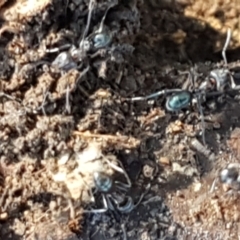 Iridomyrmex rufoniger at Denman Prospect, ACT - 1 May 2021