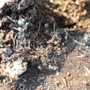 Iridomyrmex rufoniger at Denman Prospect, ACT - 1 May 2021 03:09 PM