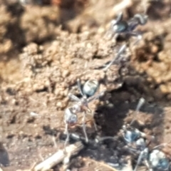 Iridomyrmex rufoniger at Denman Prospect, ACT - 1 May 2021 03:09 PM