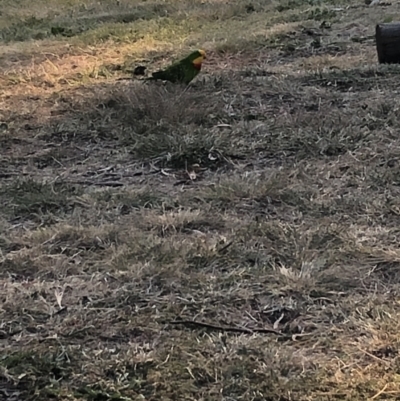 Polytelis swainsonii (Superb Parrot) at Wanniassa Hills Open Space - 29 Apr 2021 by jksmits