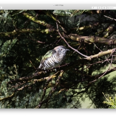 Chrysococcyx lucidus (Shining Bronze-Cuckoo) at Penrose - 12 Apr 2021 by NigeHartley