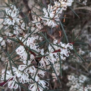 Hakea decurrens at Hackett, ACT - 1 May 2021