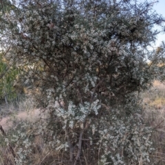 Hakea decurrens at Hackett, ACT - 1 May 2021