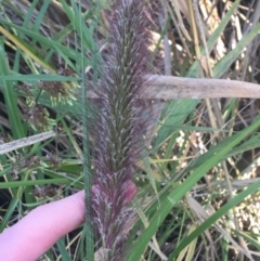 Cenchrus purpurascens (Swamp Foxtail) at Sullivans Creek, O'Connor - 1 May 2021 by Ned_Johnston