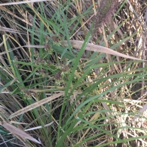 Cenchrus purpurascens at O'Connor, ACT - 1 May 2021 02:30 PM