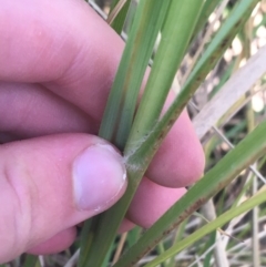 Cenchrus purpurascens at O'Connor, ACT - 1 May 2021 02:30 PM