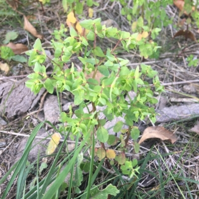 Euphorbia peplus (Petty Spurge) at Acton, ACT - 1 May 2021 by Ned_Johnston