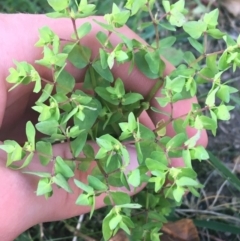 Euphorbia peplus at Acton, ACT - 1 May 2021