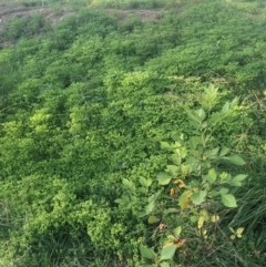 Euphorbia peplus at Acton, ACT - 1 May 2021