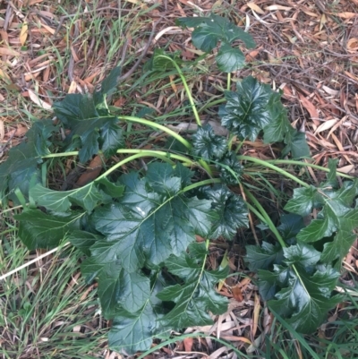 Acanthus mollis (Bear's Breeches, Oyster Plant) at Acton, ACT - 1 May 2021 by Ned_Johnston