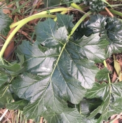 Acanthus mollis at Acton, ACT - 1 May 2021