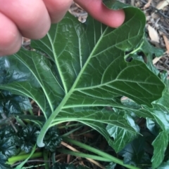 Acanthus mollis at Acton, ACT - 1 May 2021