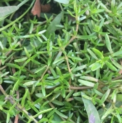 Crassula helmsii (Swamp Stonecrop) at Sullivans Creek, Acton - 1 May 2021 by Ned_Johnston