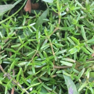 Crassula helmsii at Acton, ACT - 1 May 2021