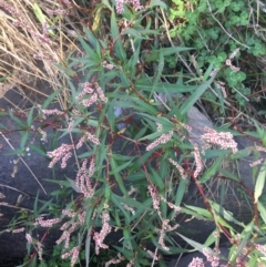 Persicaria decipiens (Slender Knotweed) at Acton, ACT - 1 May 2021 by Ned_Johnston