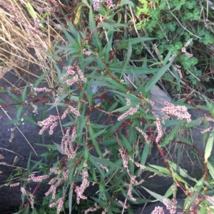 Persicaria decipiens at Acton, ACT - 1 May 2021 03:05 PM