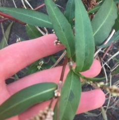 Persicaria decipiens at Acton, ACT - 1 May 2021