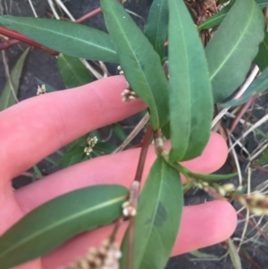 Persicaria decipiens at Acton, ACT - 1 May 2021