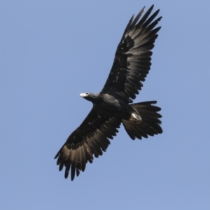 Aquila audax at Symonston, ACT - 29 Apr 2021