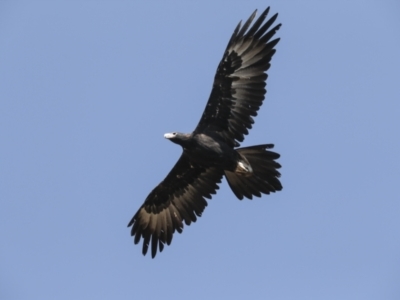 Aquila audax (Wedge-tailed Eagle) at Symonston, ACT - 29 Apr 2021 by AlisonMilton