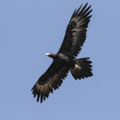 Aquila audax (Wedge-tailed Eagle) at Symonston, ACT - 29 Apr 2021 by AlisonMilton