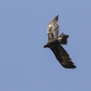 Aquila audax at Symonston, ACT - 29 Apr 2021 12:14 PM