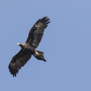 Aquila audax at Symonston, ACT - 29 Apr 2021