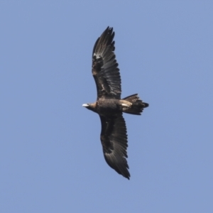 Aquila audax at Symonston, ACT - 29 Apr 2021 12:14 PM