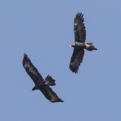 Aquila audax at Symonston, ACT - 29 Apr 2021 12:14 PM