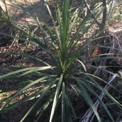 Cordyline sp. (Cordyline) at Turner, ACT - 1 May 2021 by Ned_Johnston