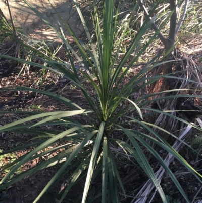 Cordyline sp. (Cordyline) at Turner, ACT - 1 May 2021 by Ned_Johnston