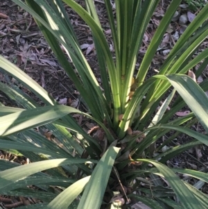 Cordyline sp. at Turner, ACT - 1 May 2021
