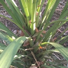 Cordyline sp. at Turner, ACT - 1 May 2021 04:15 PM