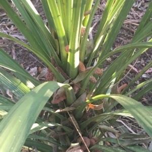 Cordyline sp. at Turner, ACT - 1 May 2021