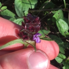 Prunella vulgaris (Self-heal, Heal All) at Sullivans Creek, Acton - 1 May 2021 by Ned_Johnston