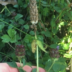 Prunella vulgaris at Acton, ACT - 1 May 2021