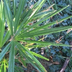 Livistona australis (Australian Cabbage Palm) at Acton, ACT - 1 May 2021 by Ned_Johnston